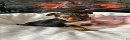Mixed Breed dogs for sale: Drake!!! - Ad 6