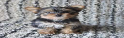 Yorkshire Terrier dogs for sale: Ivy - Ad 2