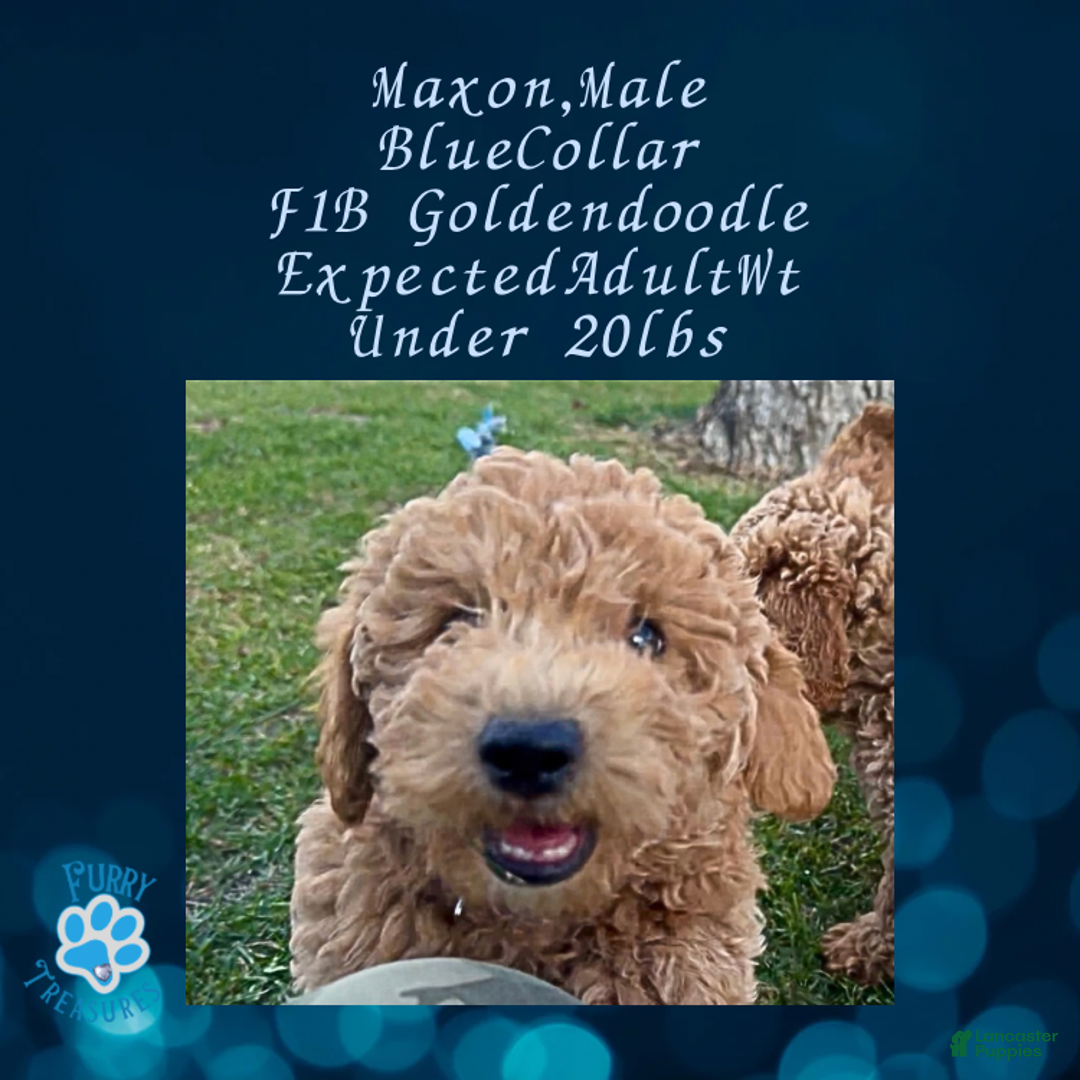 Goldendoodle dogs for sale: Maxon “ Blue Collar” Male - Ad 1