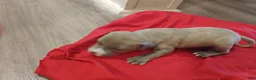 American Pit Bull Terrier dogs for sale: American Pit Bull Terrier 2 - Ad 1