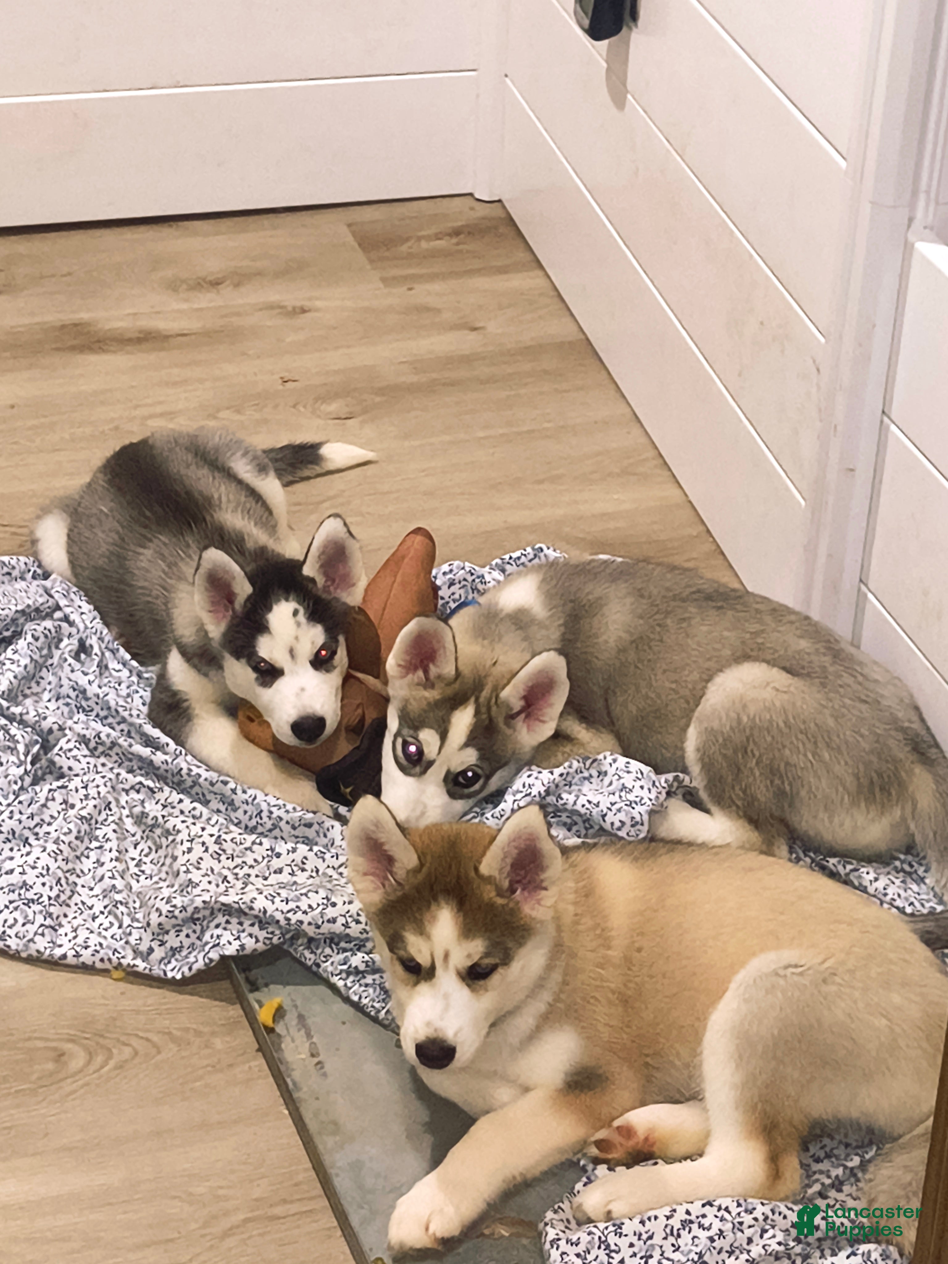 Siberian Husky dogs Siberian Husky 1 - Ad 2