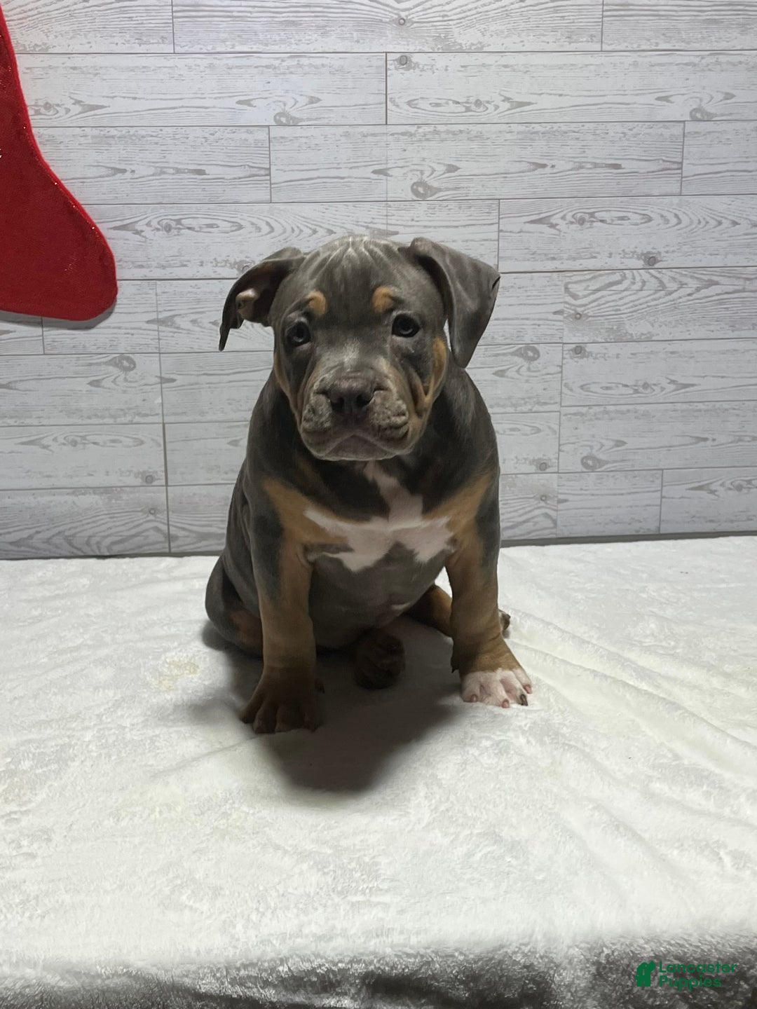 American Bully dogs for sale: Elsa - Ad 3