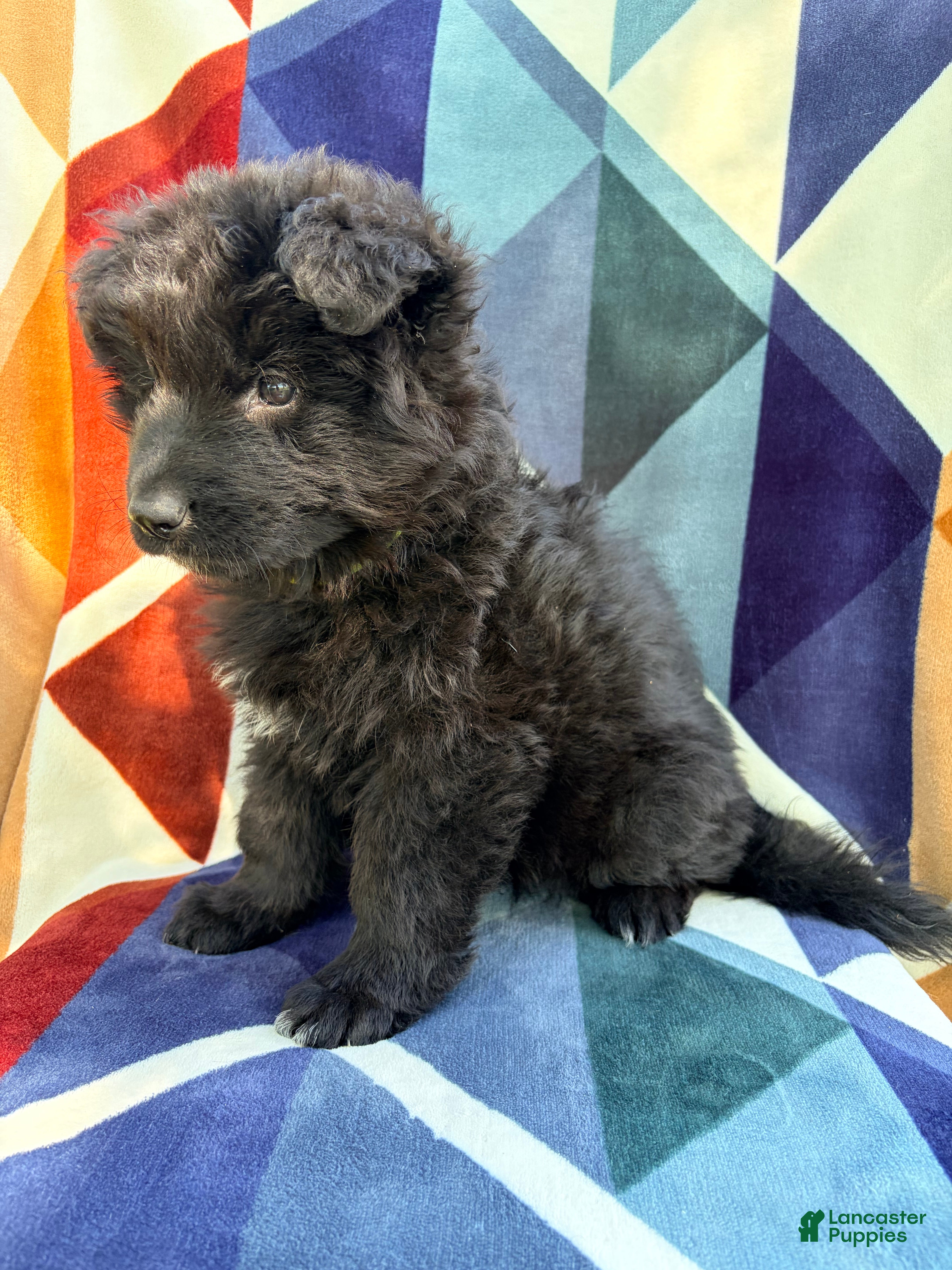 German Shepherd dogs Cheyenne-Female - Ad 2
