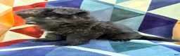 German Shepherd dogs for sale: Cheyenne-Female - Ad 2
