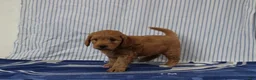 Mini Goldendoodle dogs for sale: Murphy - Ad 4