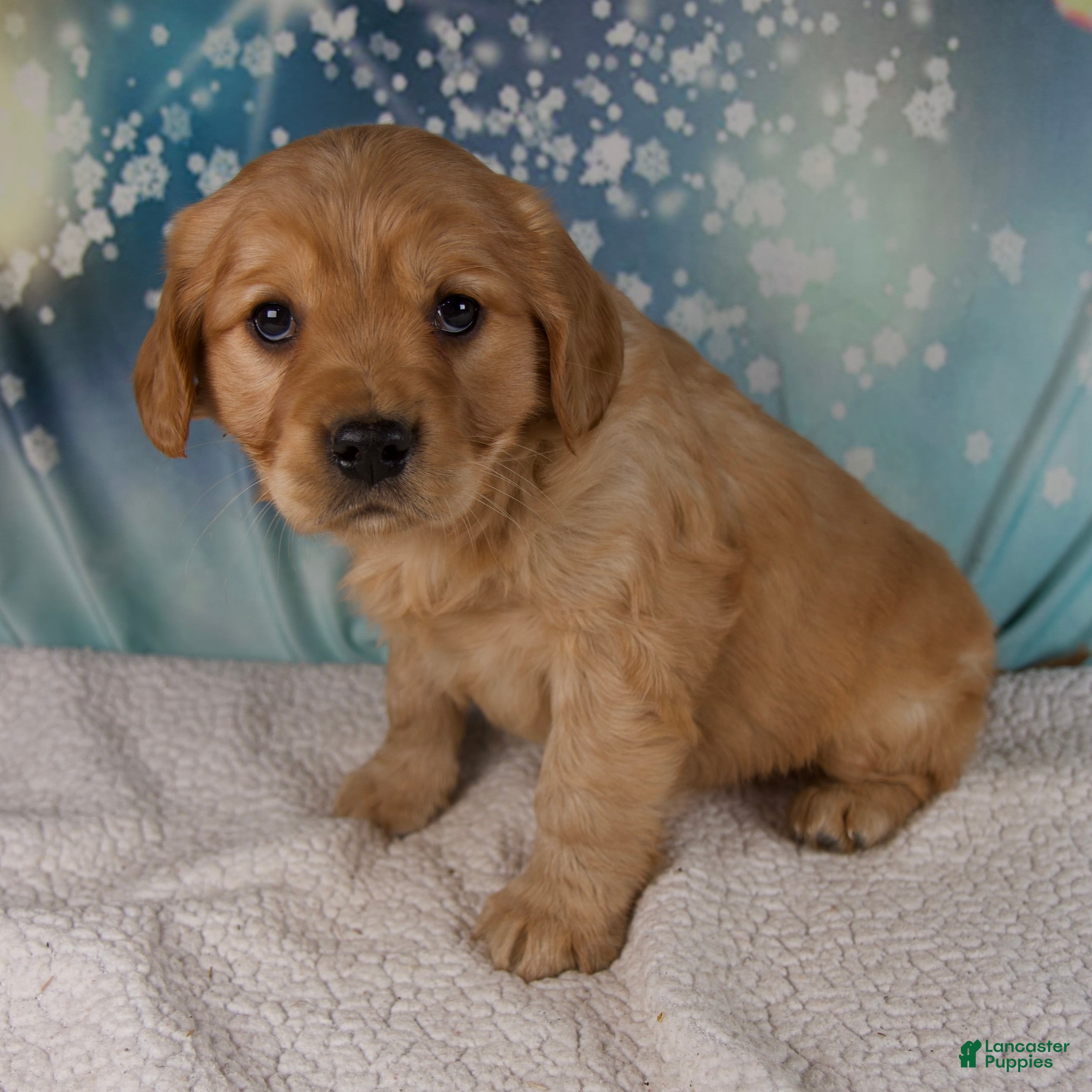 Mixed Breed dogs Joey - Ad 9