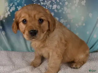 Mixed Breed dogs Joey - Ad 9