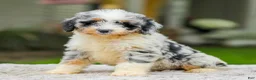 Mini Aussiedoodle dogs for sale: Baxter - Ad 2
