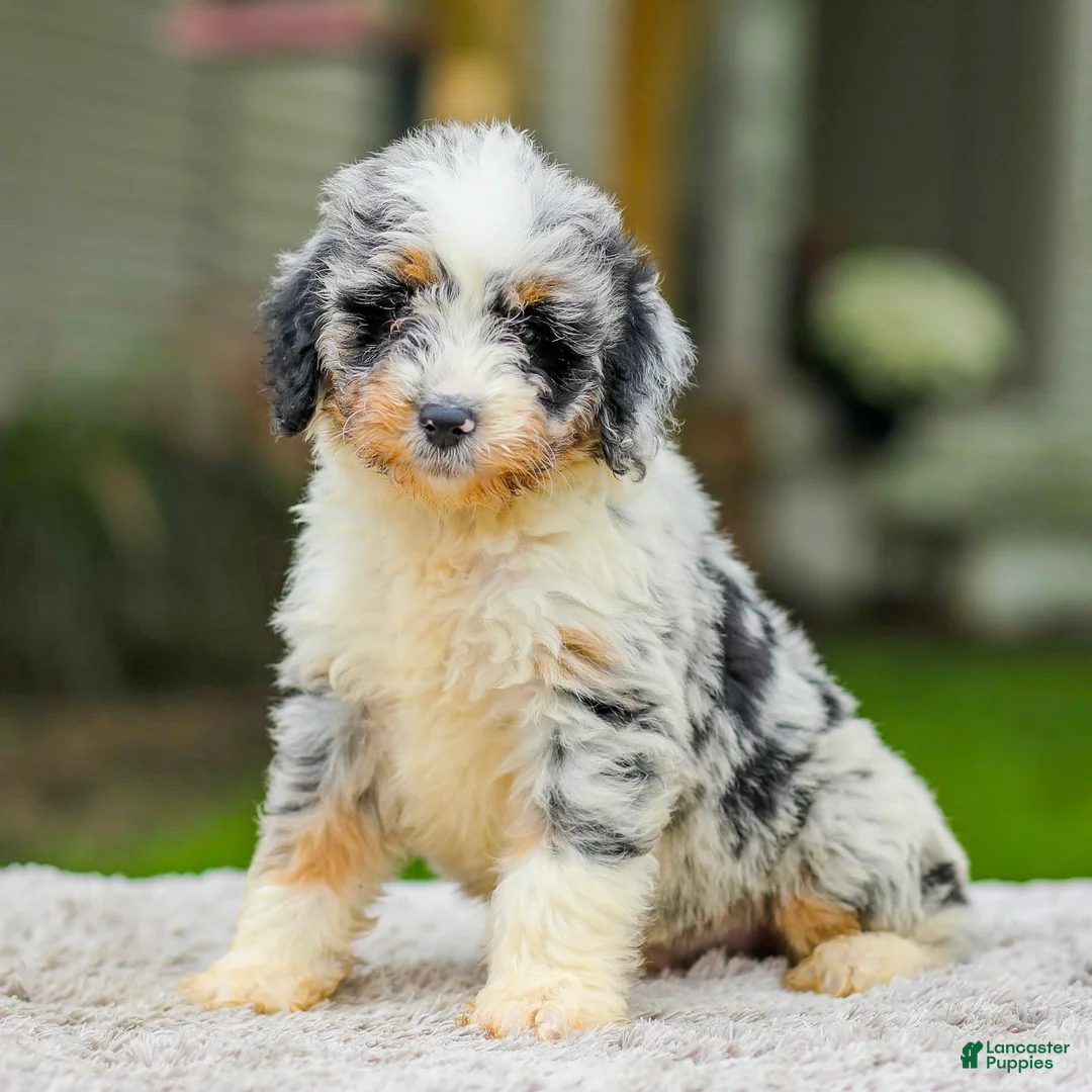 Mini Aussiedoodle dogs for sale: Baxter - Ad 2