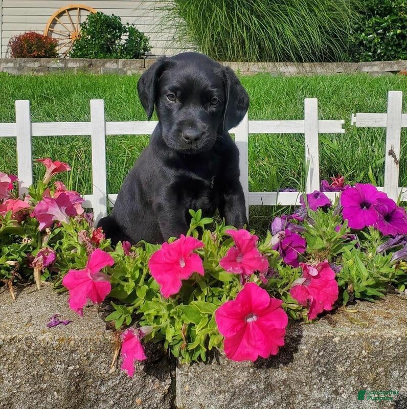 Labrador Retriever dogs Labrador Retriever Puppy 5 - Ad 9