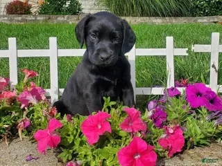 Labrador Retriever dogs Labrador Retriever Puppy 5 - Ad 9