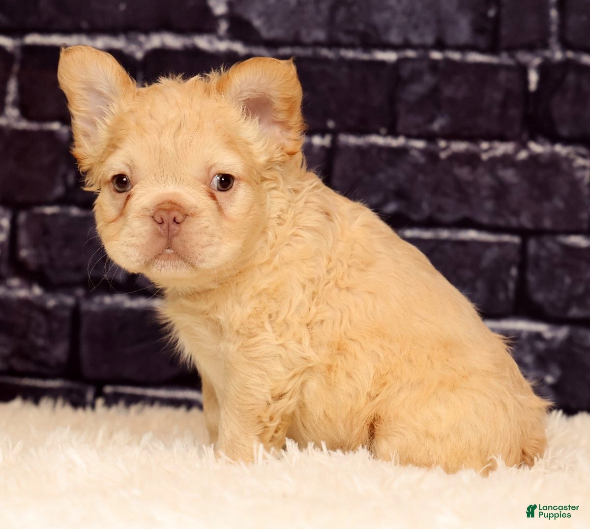 French Bulldog dogs Rolo - Ad 1