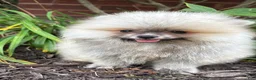 Pomeranian dogs for sale: Luna - Ad 4