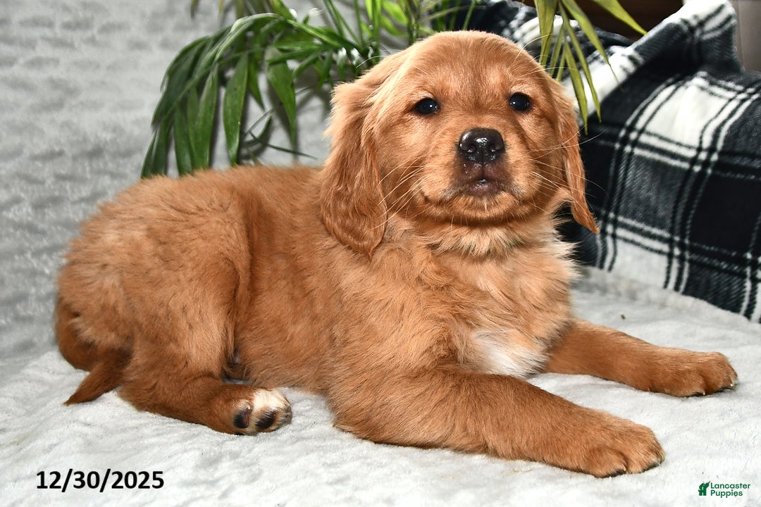 Golden Retriever dogs for sale: Aurora - Ad 2