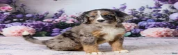 Bernedoodle dogs for sale: Leo - Ad 5