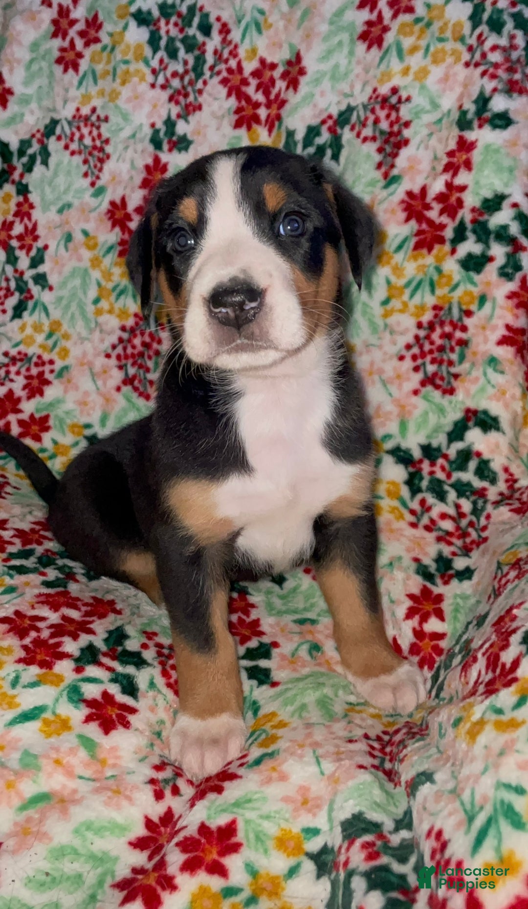 Greater Swiss Mountain Dog dogs for sale: Holly Jolly  - Ad 5
