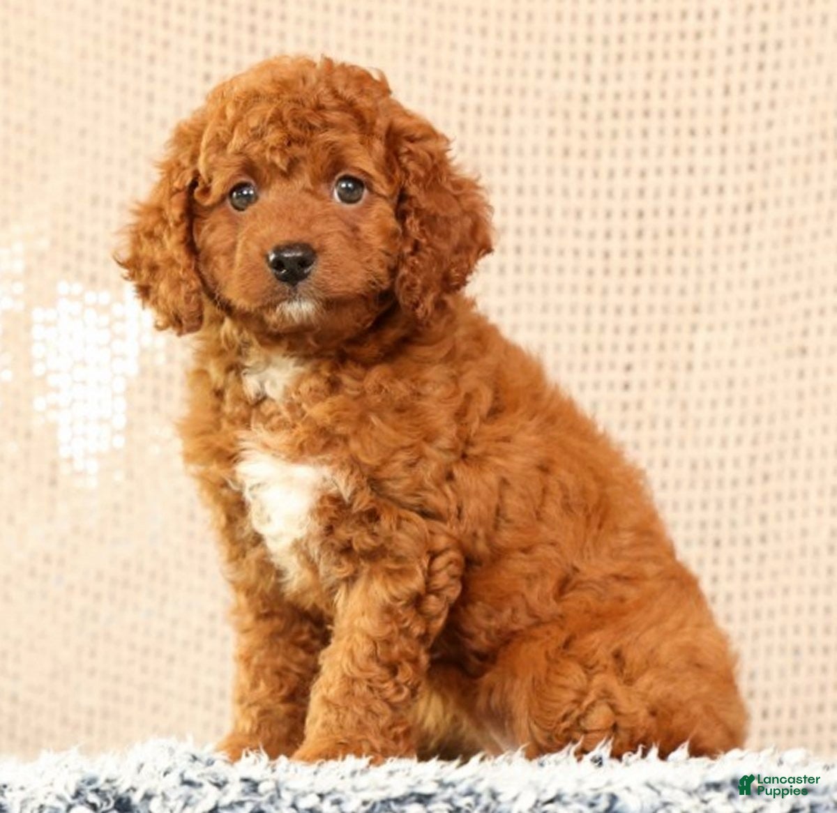 Cavapoo dogs Gloria - Ad 1