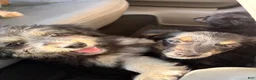 Pomapoo dogs for sale: Shadow - Ad 8