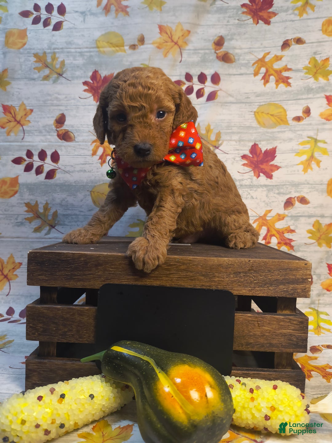 Mini Goldendoodle dogs for sale: Brier - Ad 3