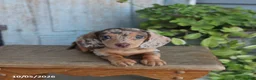 Miniature Dachshund dogs for sale: Penny - Ad 2