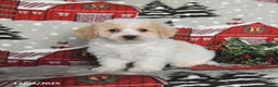 Maltipoo dogs for sale: Bandit - Ad 2