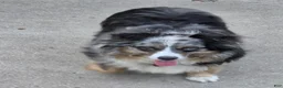 Australian Shepherd dogs for sale: Australian Shepherd 1 - Ad 2