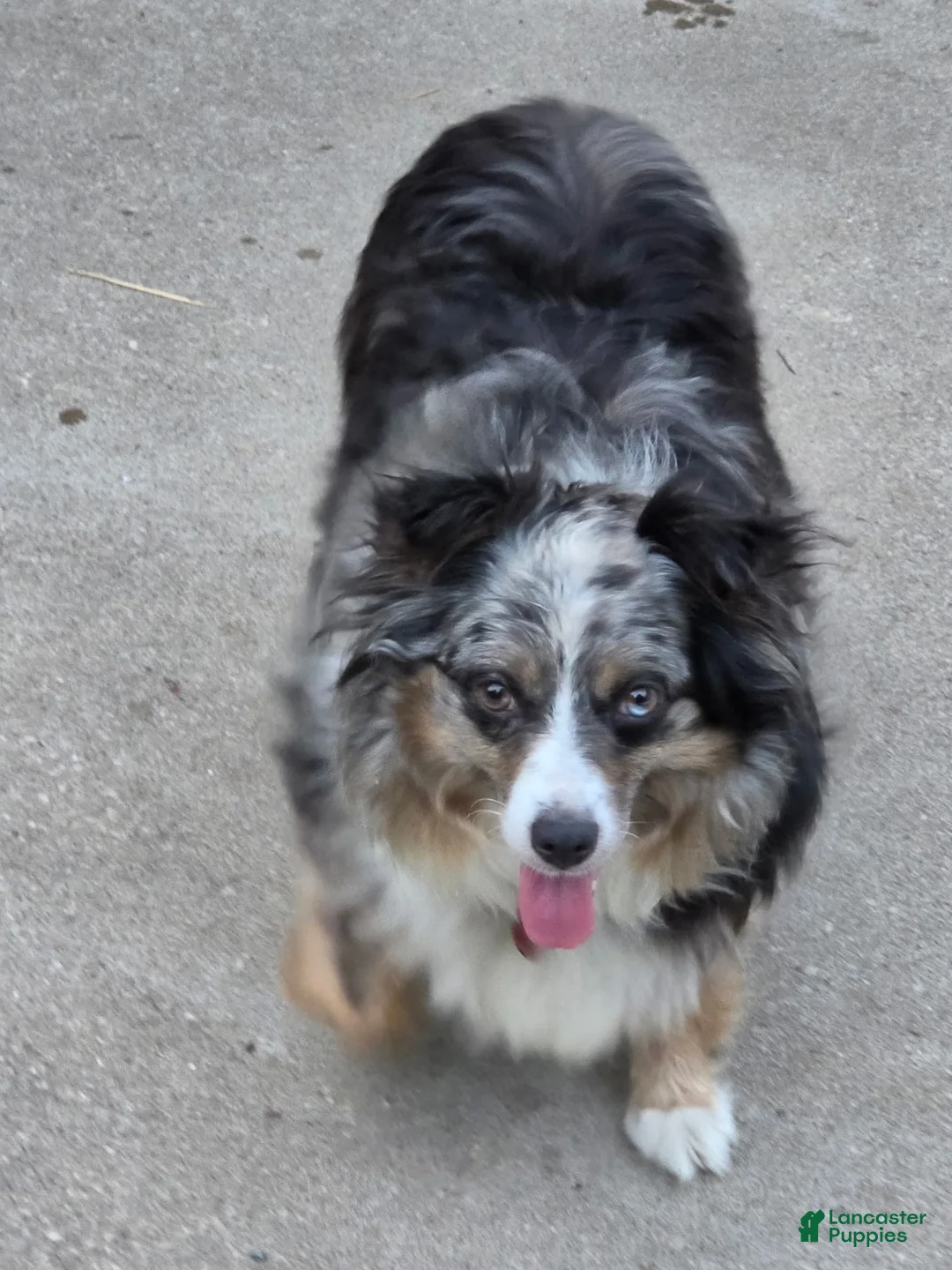 Australian Shepherd dogs for sale: Australian Shepherd 1 - Ad 2