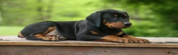 Doberman Pinscher dogs for sale:  Dax (Black Rust)🐶 - Ad 18