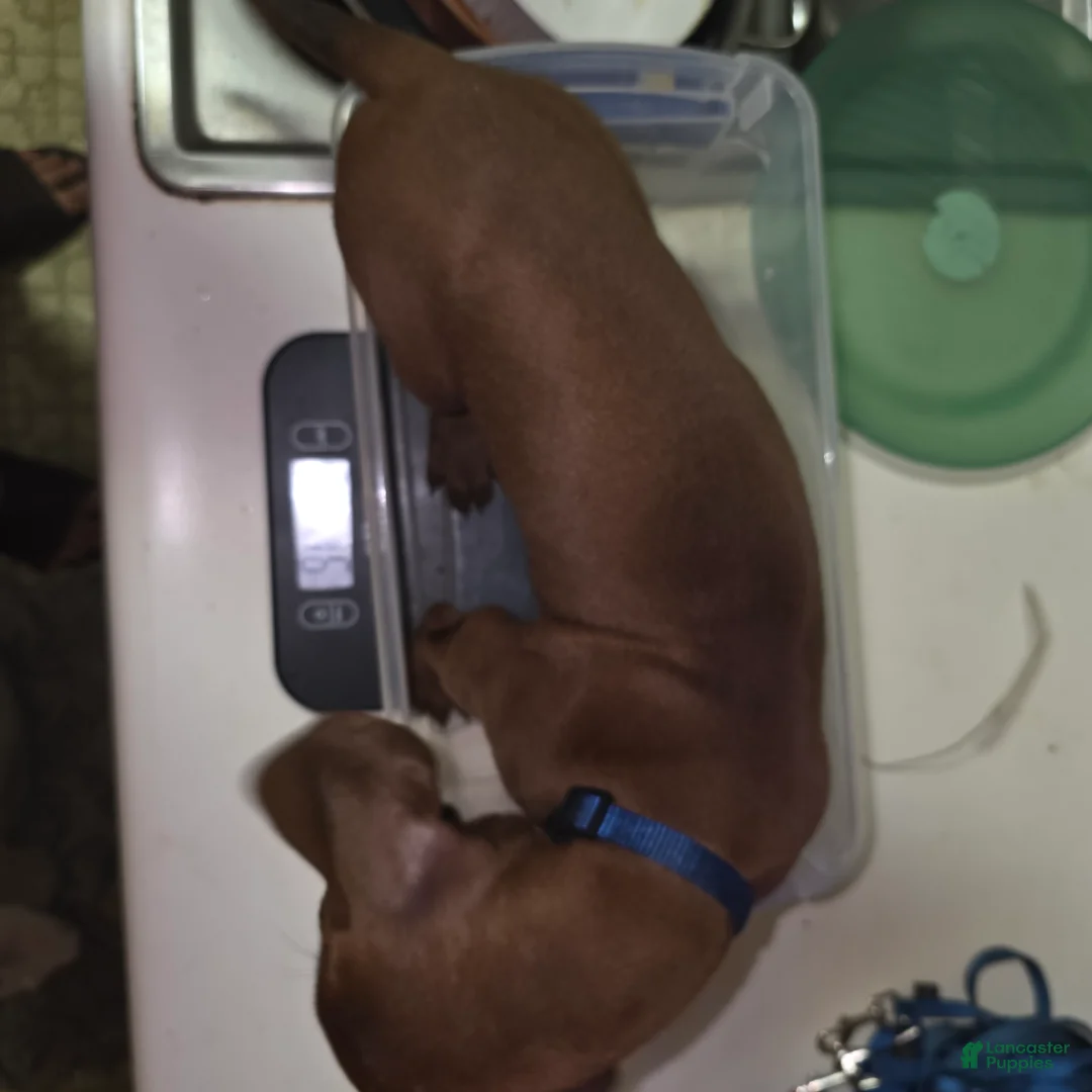 Redbone Coonhound dogs for sale: Redbone Coonhound 8(blue) - Ad 2
