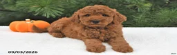 Mini Goldendoodle dogs for sale: Archie  - Ad 1