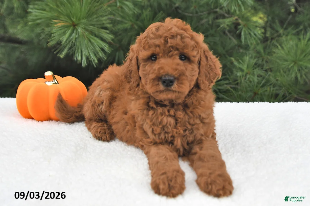 Mini Goldendoodle dogs for sale: Archie  - Ad 1