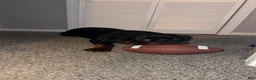 Rottweiler dogs for sale: Rottweiler 1 - Ad 4