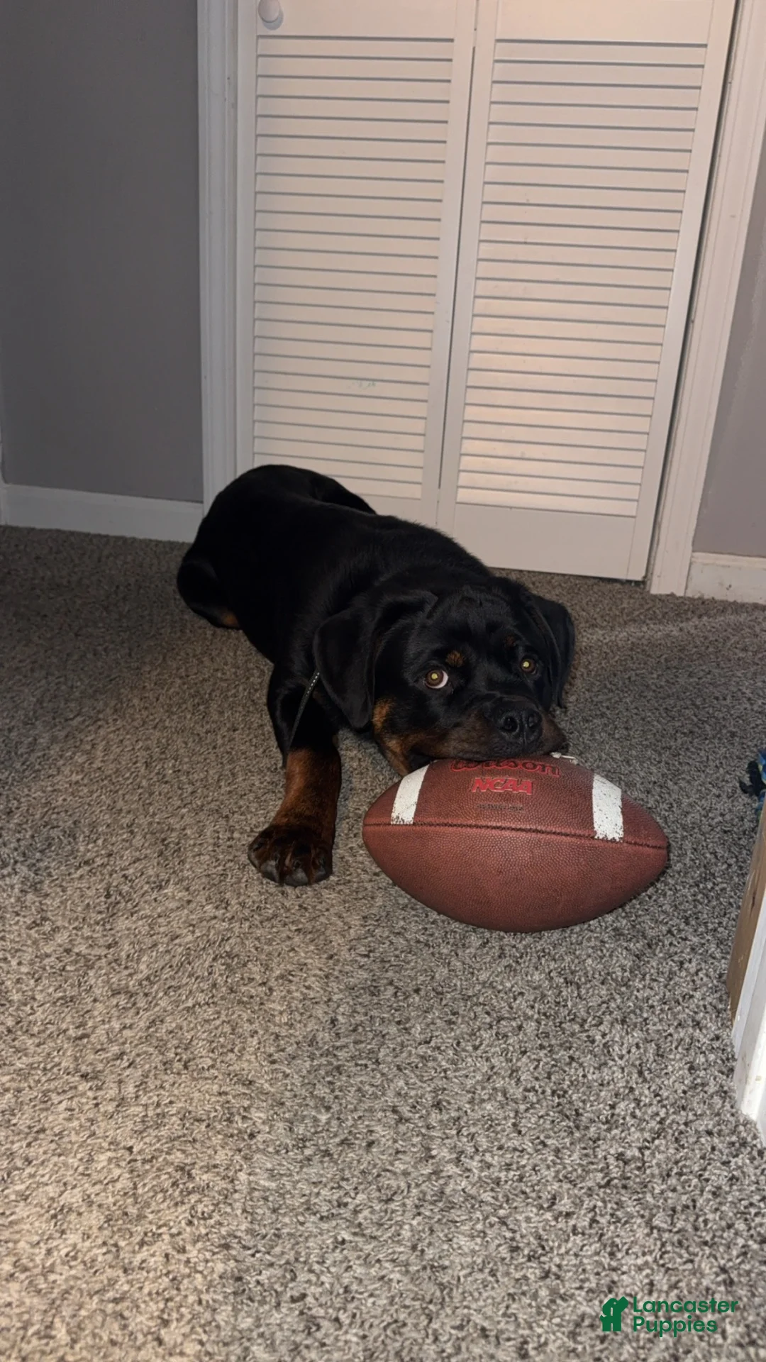 Rottweiler dogs for sale: Rottweiler 1 - Ad 4