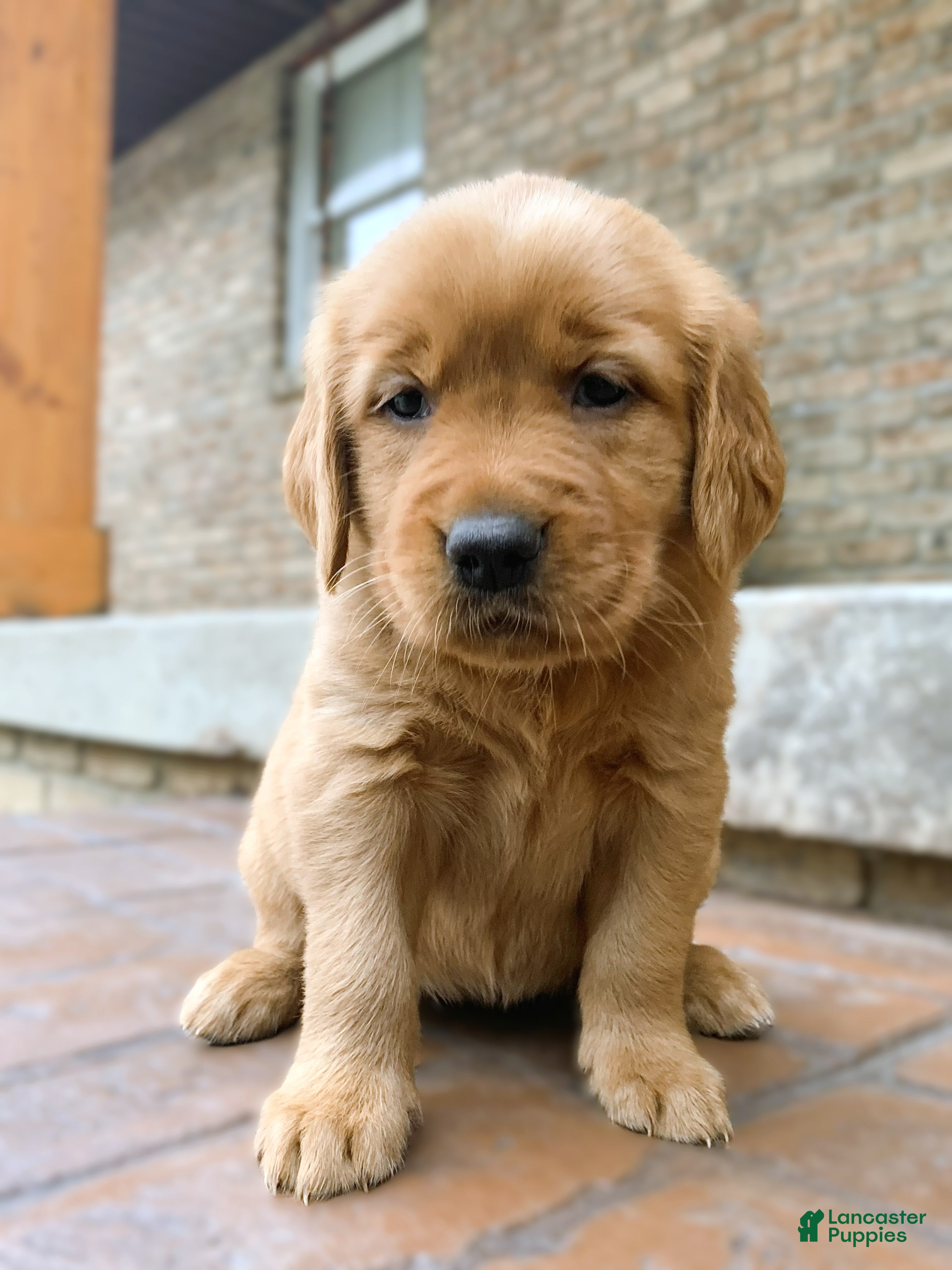 Golden Retriever dogs Gypsy - Ad 1