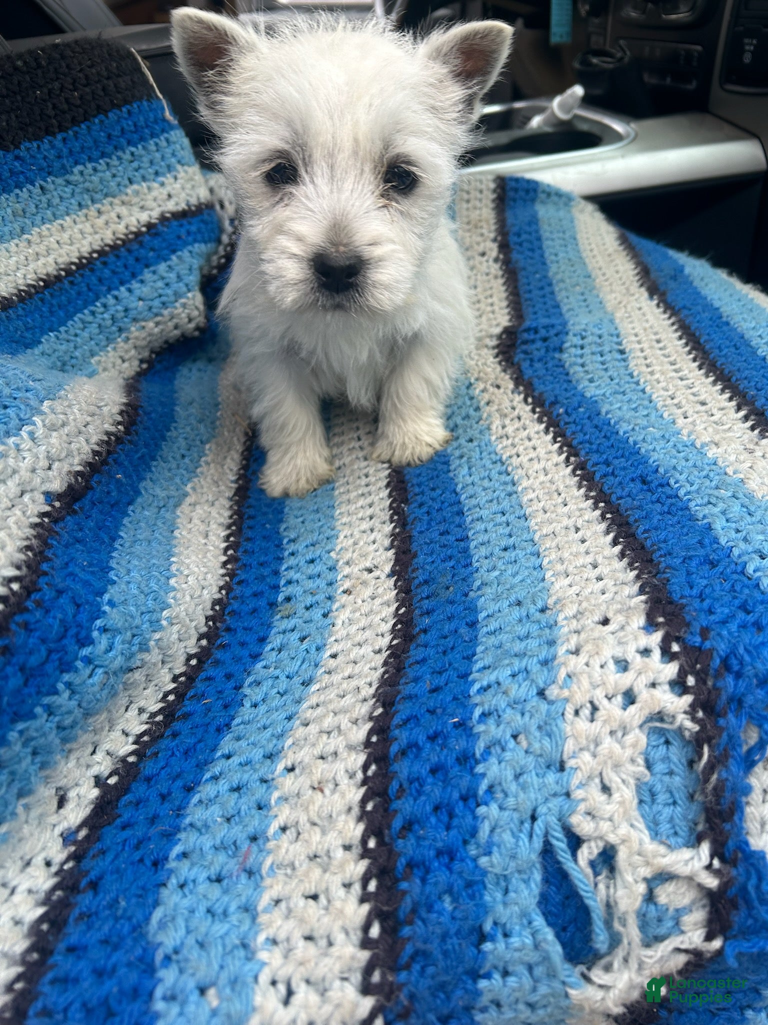 West Highland Terrier dogs Brandon - Ad 2