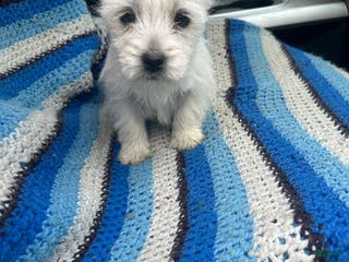 West Highland Terrier dogs Brandon - Ad 13