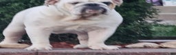 English Bulldog dogs for sale: English Bulldog Puppy 1 - Ad 4