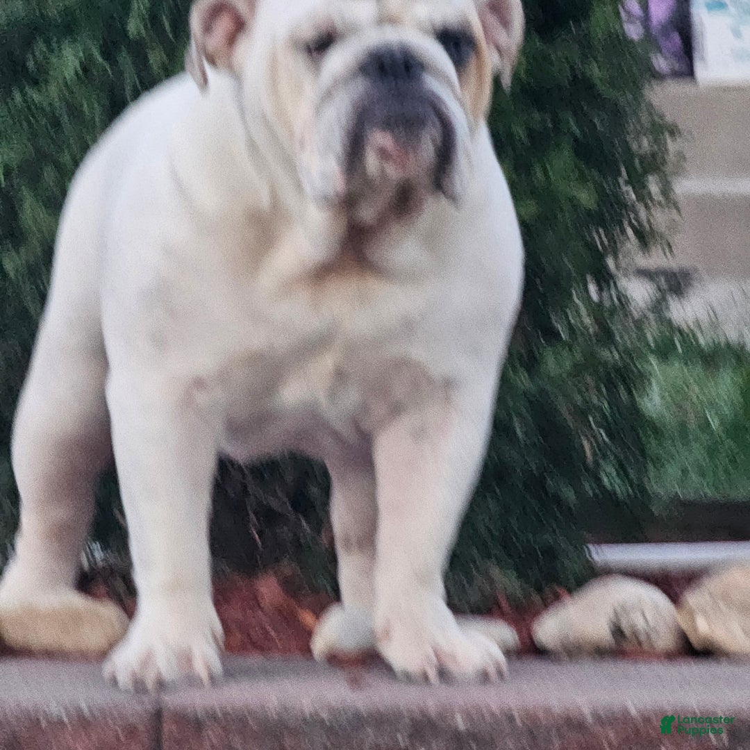 English Bulldog dogs for sale: English Bulldog Puppy 1 - Ad 4