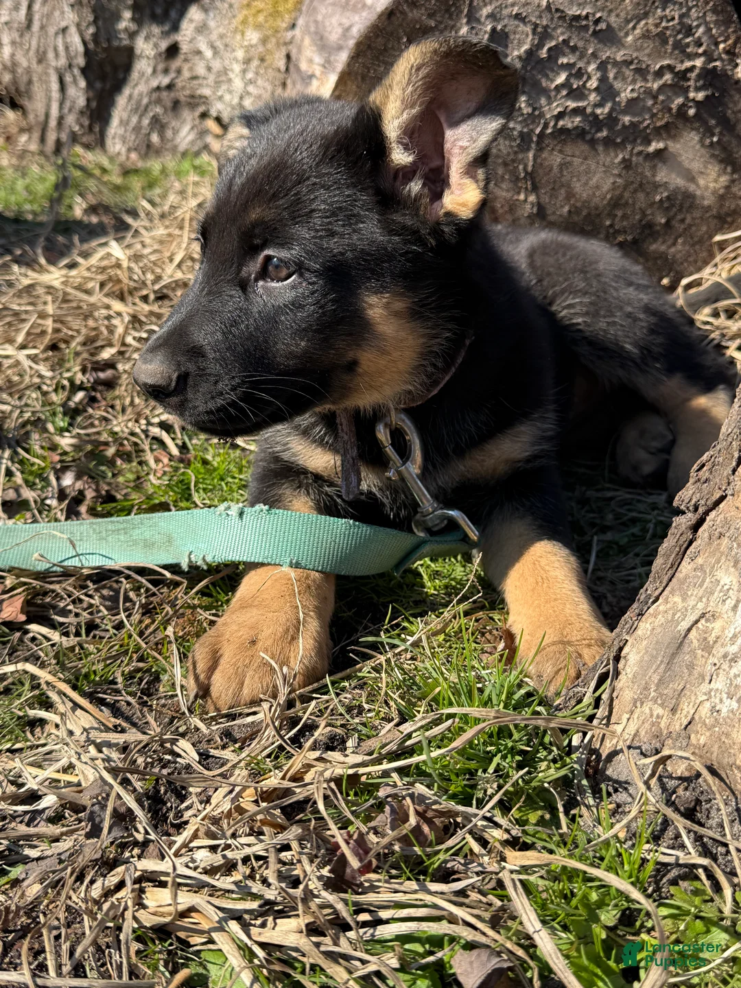 German Shepherd dogs for sale: Purple - Ad 3