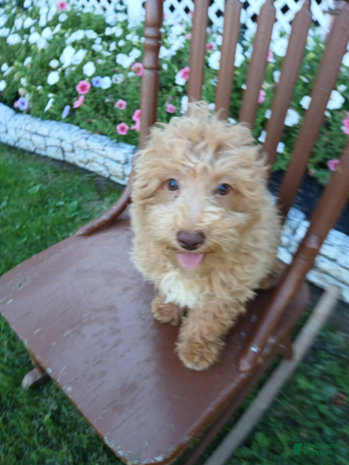 Maltipoo dogs Leslie - Ad 4