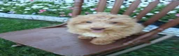 Maltipoo dogs for sale: Leslie - Ad 6