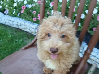 Maltipoo dogs Leslie - Ad 4