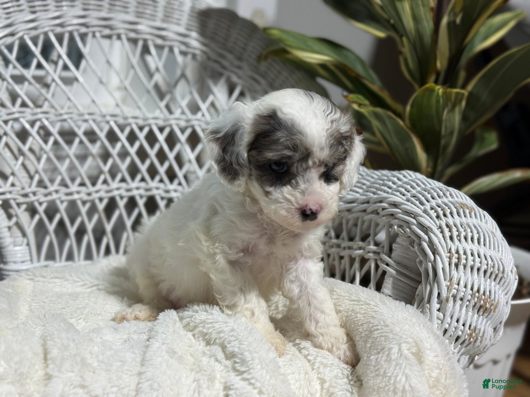 Bichpoo dogs for sale: Franklin - Ad 2