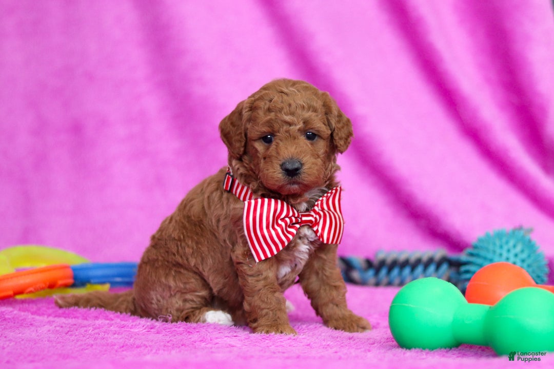Goldendoodle dogs for sale: Freddy - Ad 2