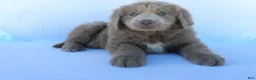 Newfoundland dogs for sale: Willow - Ad 6