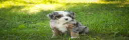 Mini Bernedoodle dogs for sale: Maya Mini Bernedoodle  - Ad 4