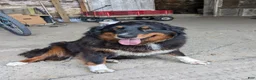 Australian Shepherd dogs for sale: Lucky  - Ad 3