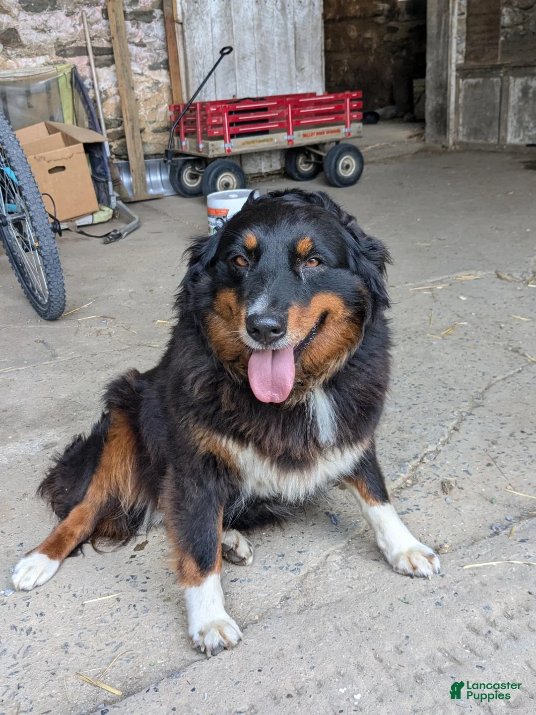 Australian Shepherd dogs for sale: Lucky  - Ad 3