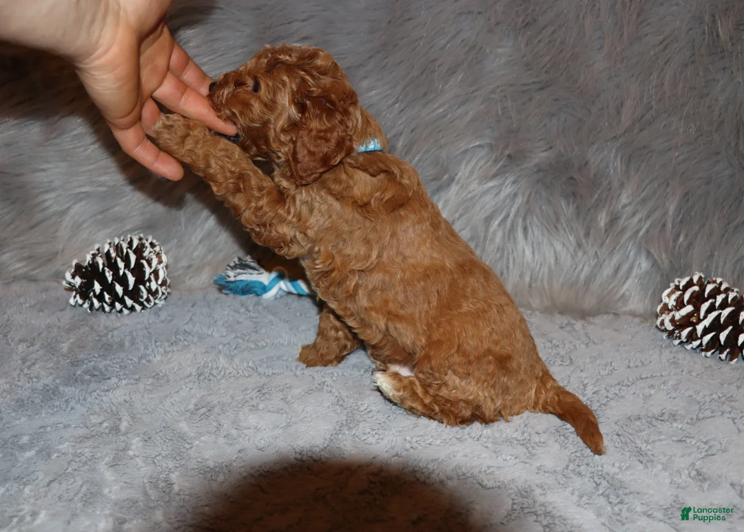 Mini Goldendoodle dogs for sale: Thomas 💙 Micro Miniature - Ad 15