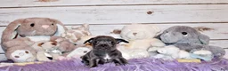 Chihuahua dogs for sale: Denver - Ad 4